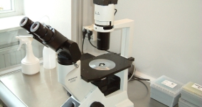 Insemination