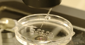 Insemination