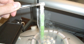 Insemination