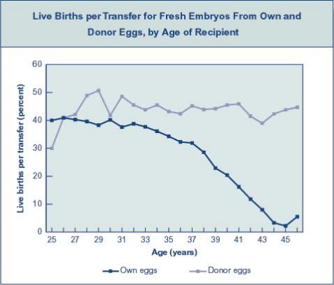 IVF fertilization