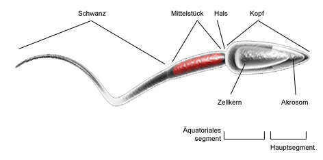 Kinderwunschzentrum Vitro-Med